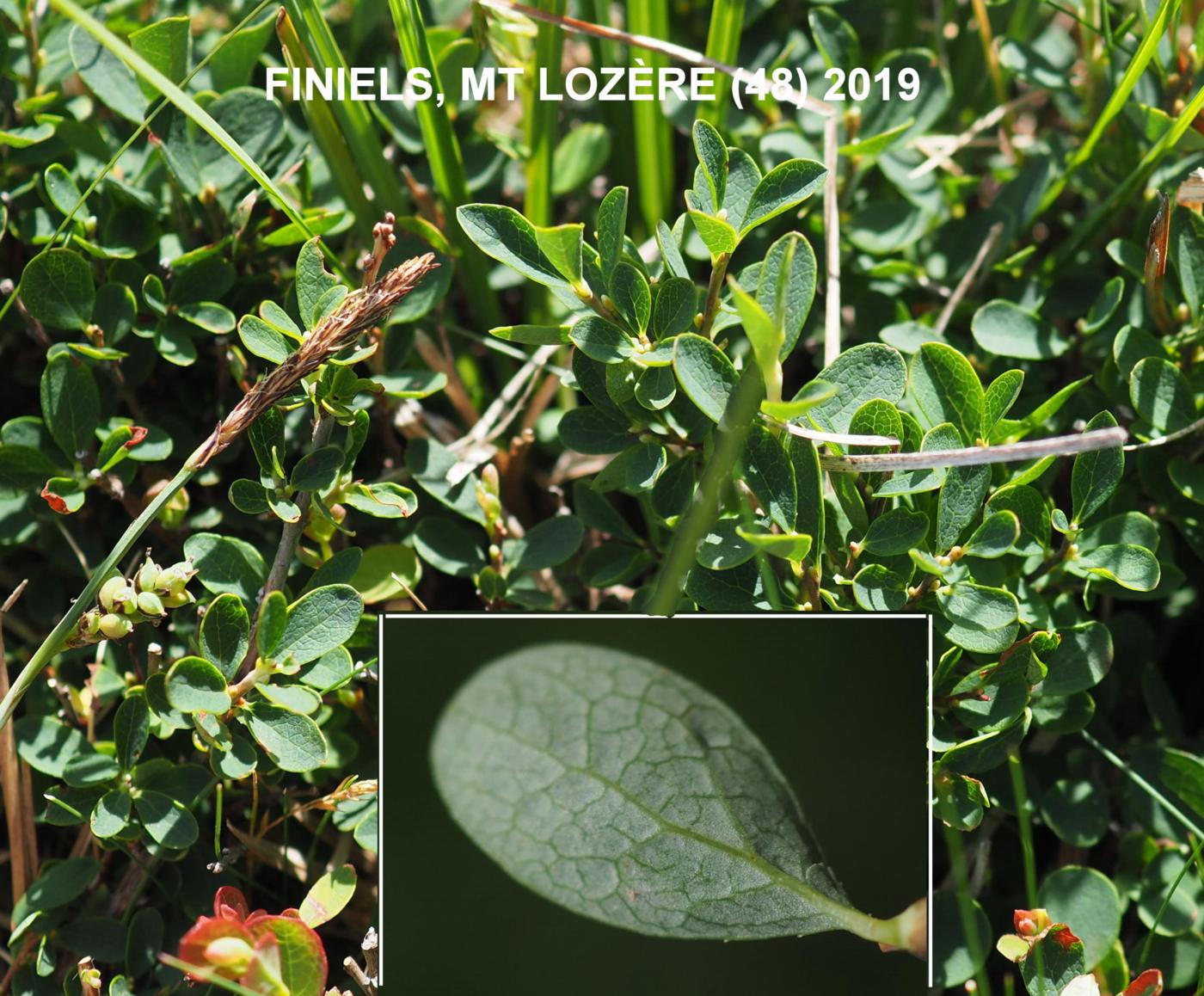 Bilberry, Bog leaf